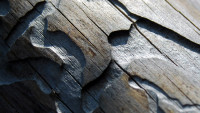 kůrovec wood-2009067 1280